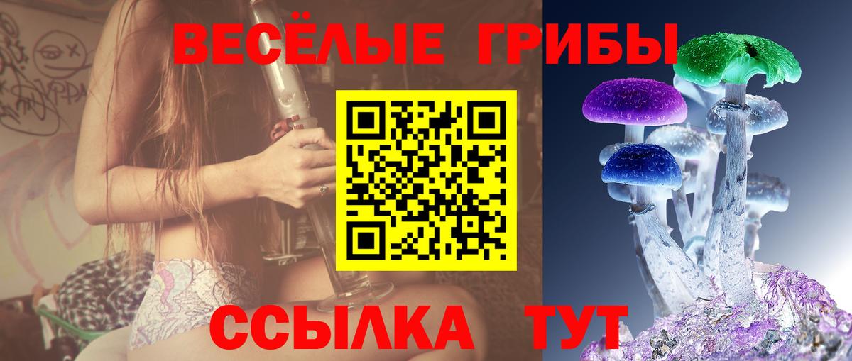 Курчалой  Галлюциногенные грибы Psilocybine cubensis  Вход с VPN 